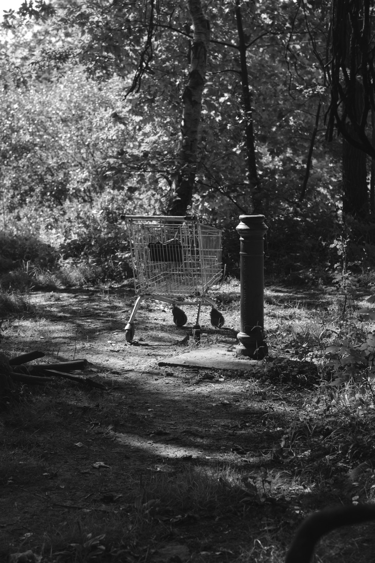 Esholt Woods - Bradford, Fujifilm X-T5 - XF 50mm R WR F2