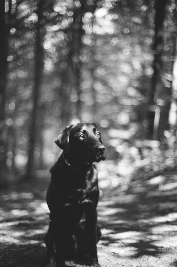 Otley Chevin, Olympus OM1 - Zuiko 50mm f1.2, Ilford HP5+