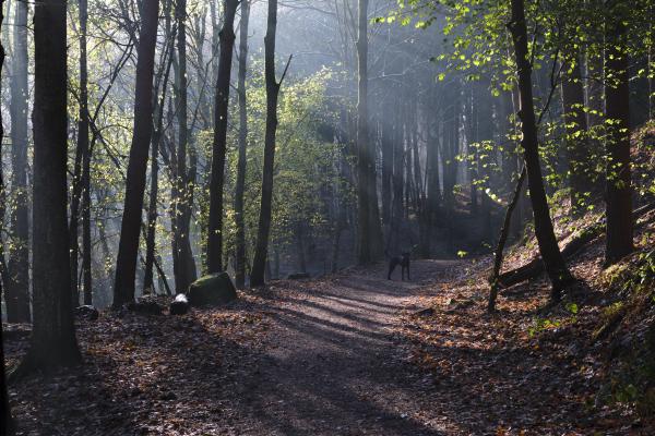 Esholt Woods - Bradford, Fujifilm X-T5 - XF 50mm R WR F2