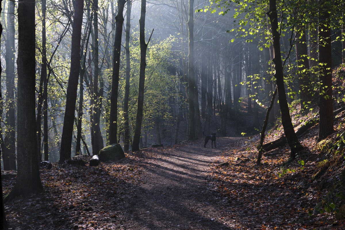 Esholt Woods - Bradford, Fujifilm X-T5 - XF 50mm R WR F2